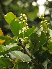 Prunus buxifolia