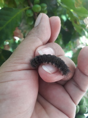 Apatelodes torrefacta