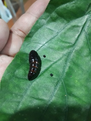 Apatelodes torrefacta