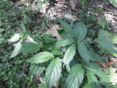 Apatelodes torrefacta