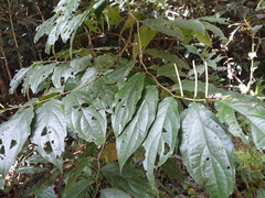 Apatelodes torrefacta