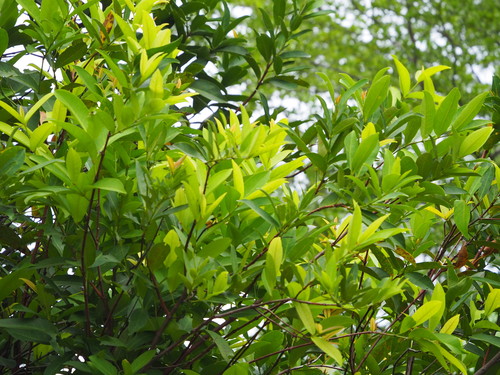 Image of Syzygium samarangense by no rights reserved