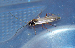 Ichneumon