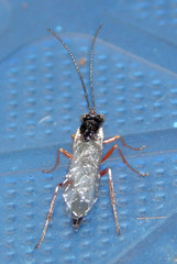 Ichneumon