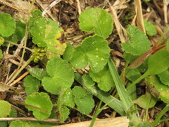 Hydrocotyle bonplandii