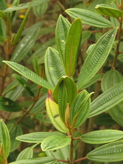 Miconia elaeoides