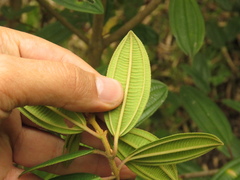 Miconia elaeoides