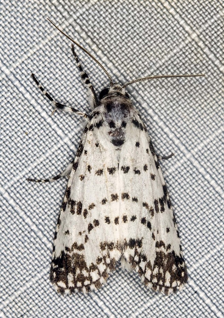 Thalatha artificiosa