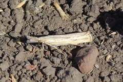 Agriphila attenuatus