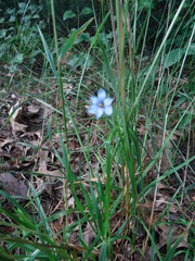 Sisyrinchium mucronatum