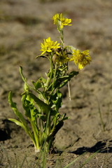 Tephroseris palustris