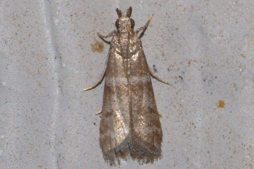 Ephestia columbiella