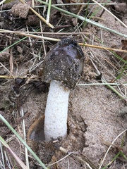 Phallus hadriani