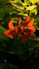 Canna × generalis