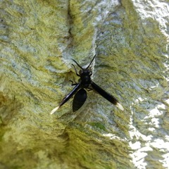 Parachartergus apicalis