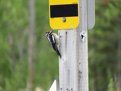 Sphyrapicus varius image