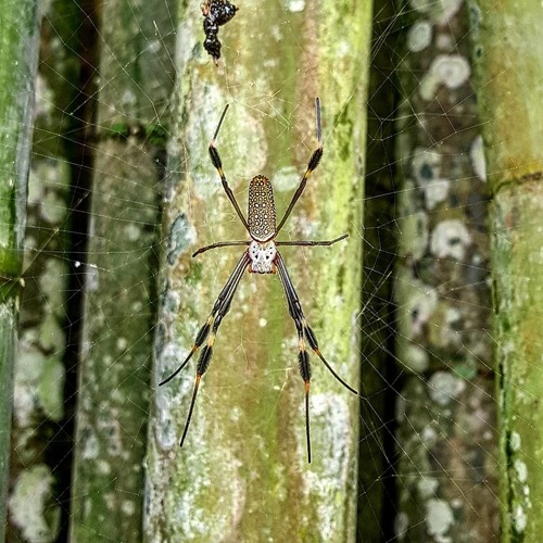 Golden silk orbweaver