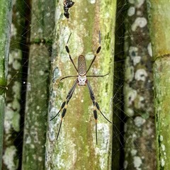Trichonephila clavipes