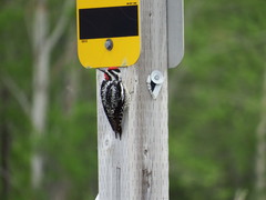 Sphyrapicus varius image