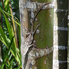 Anolis laeviventris