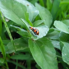 Alagoasa bipunctata perennis