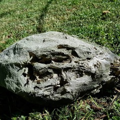 Parachartergus apicalis