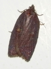 Acleris bowmanana