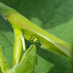 Diabrotica sexmaculata