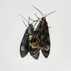 Eucereon phaeoprocta