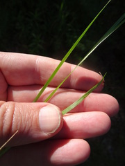 Sisyrinchium mucronatum