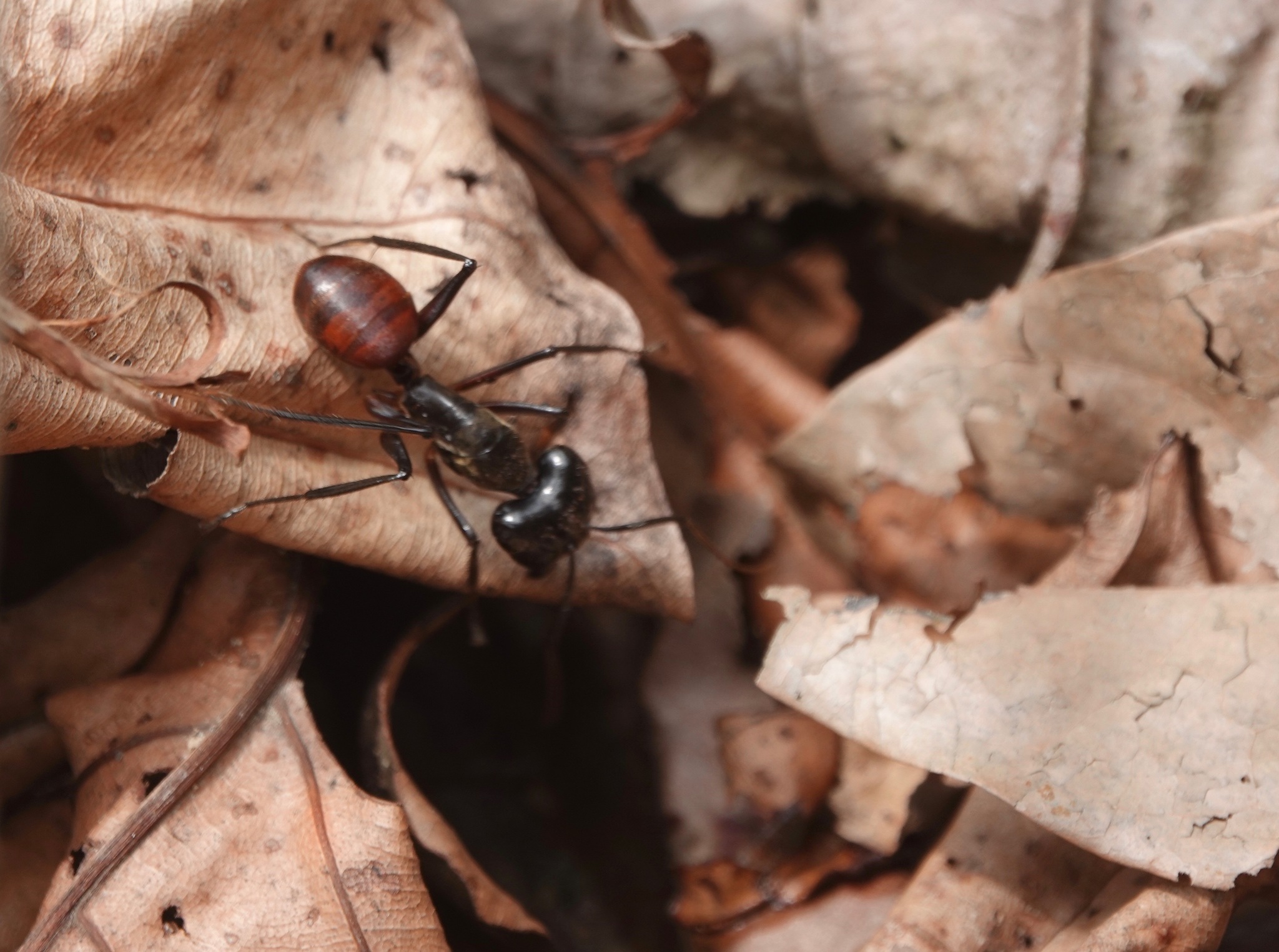 Dinomyrmex gigas gigas