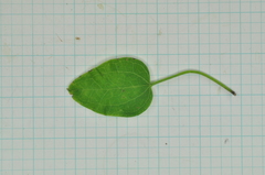 Clematis chinensis tatushanensis