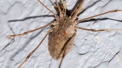 Bidentolophus bidens