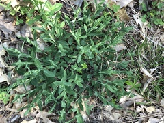 Silene vulgaris