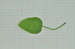 Clematis chinensis tatushanensis