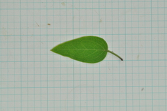 Clematis chinensis tatushanensis