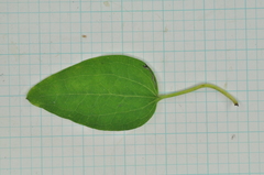 Clematis chinensis tatushanensis