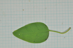 Clematis chinensis tatushanensis