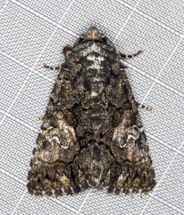 Aedia acronyctoides