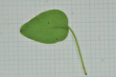 Clematis chinensis tatushanensis