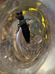 Ocypus olens