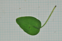 Clematis chinensis tatushanensis