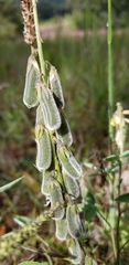Crotalaria sagittalis