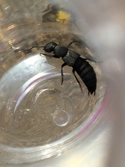 Ocypus olens