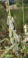 Crotalaria sagittalis