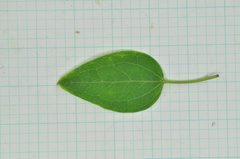 Clematis chinensis tatushanensis