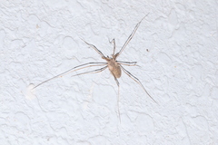 Bidentolophus bidens
