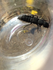 Ocypus olens