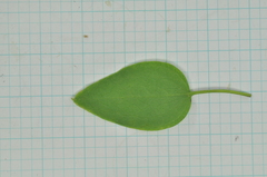 Clematis chinensis tatushanensis