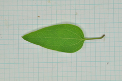 Clematis chinensis tatushanensis